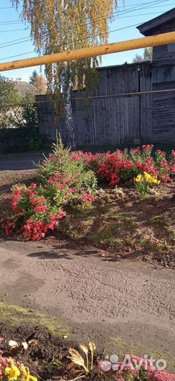 Хризантемы