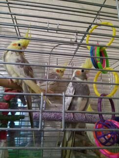 Попугаи домашние