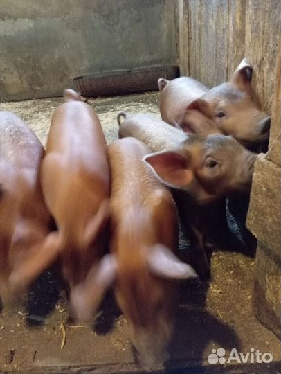 Поросята дюрок