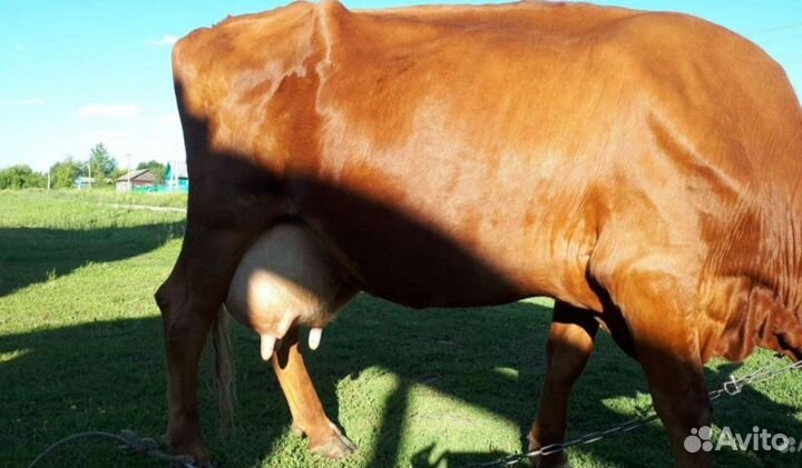Продается дойная корова