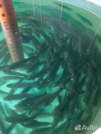 Живая рыба форель