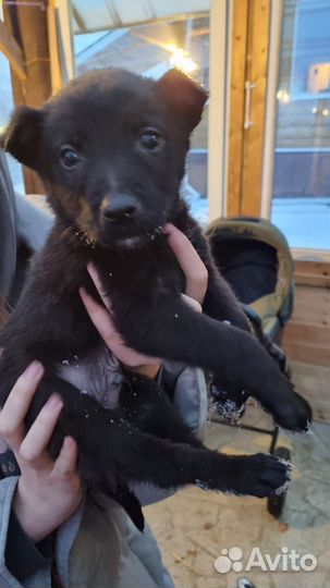 Собака в добрые руки отдам бесплатно щенки