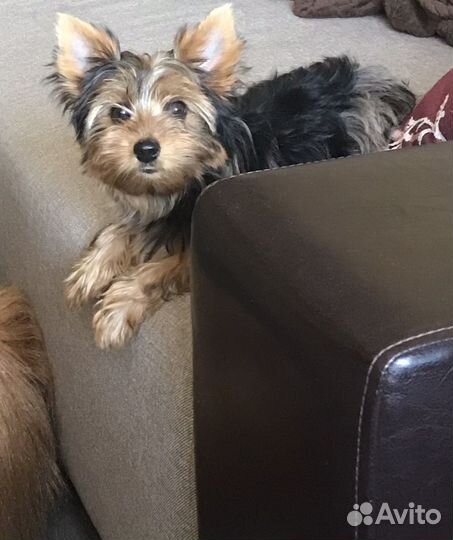 Йоркширский терьер