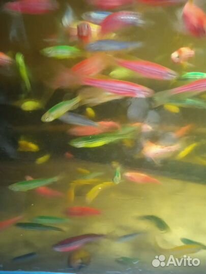 Аквариумные рыбы