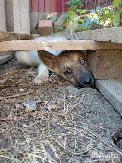 Собака в добрые руки щенок