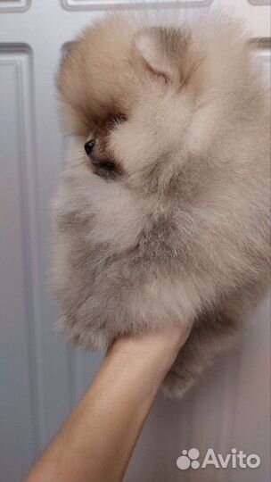 Померанский шпиц мини