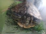 Красноухая черепаха с аквариумом в добрые руки