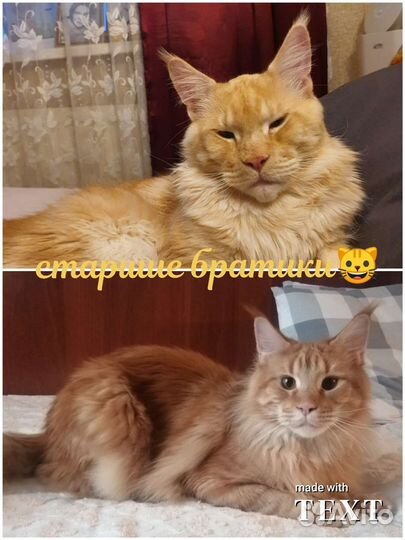 Солнечные котятки Мейн-Кунчики