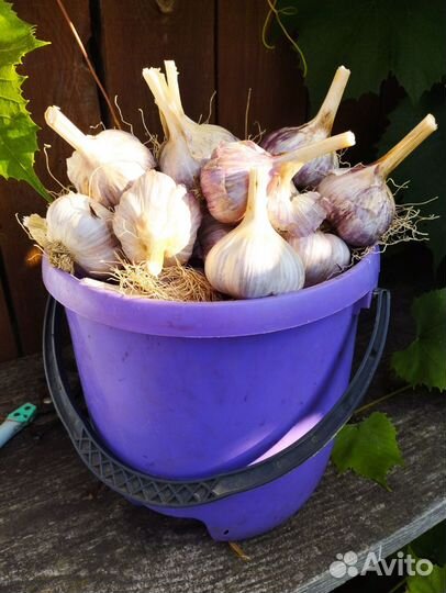 Чеснок, кг