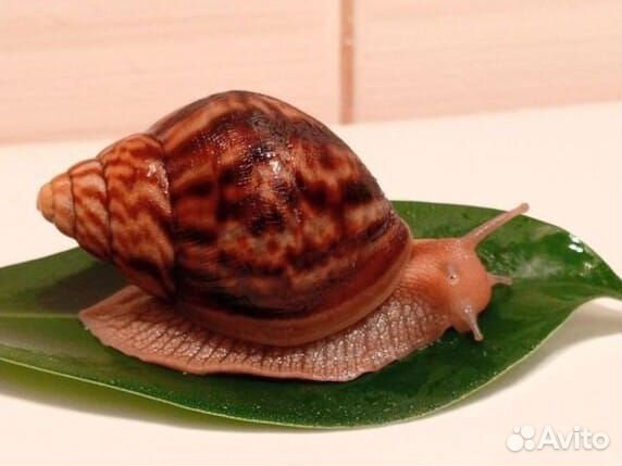 Улитки ахатины маленькие