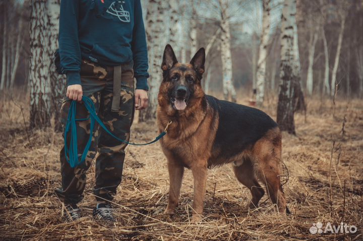 Кинолог Дрессировка Воспитание собак
