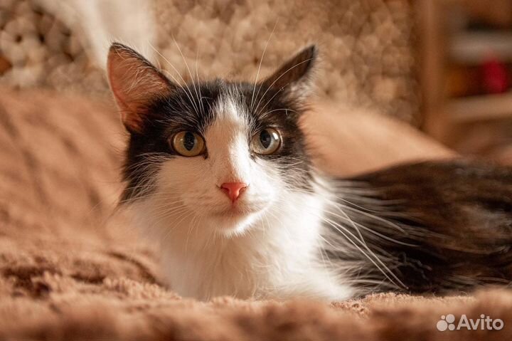 Кошка молодая в добрые руки