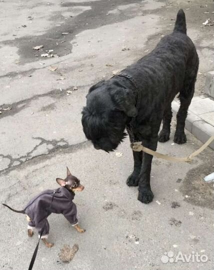 Той-терьер щенки