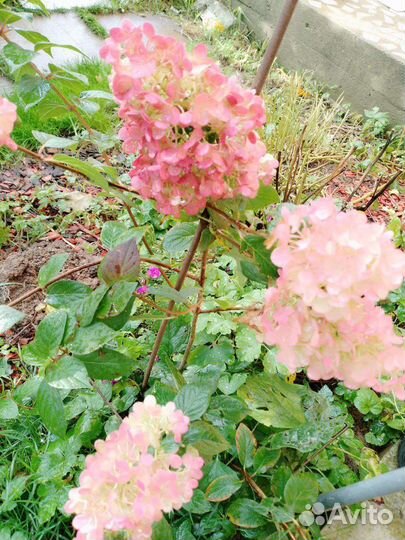 Гортензия метельчатая
