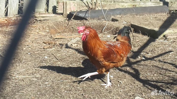 Продам молодых петухов