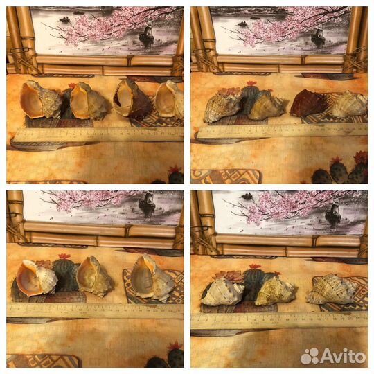 Раковины морские разные