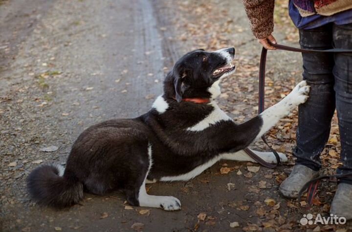 Ищет дом великолепная Собака Зарри