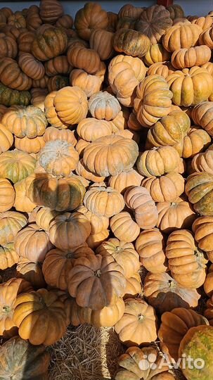 Тыква на корм