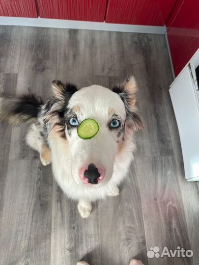 Кинолог Зоопсихолог Передержка собак