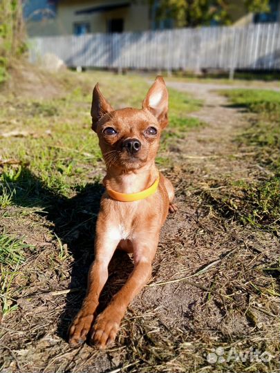 Мини Той-терьер вязка