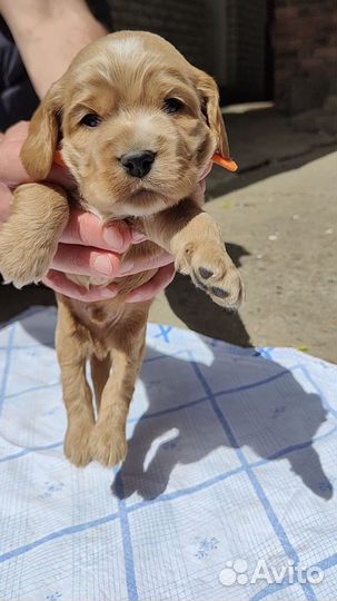 Английский кокер спаниель