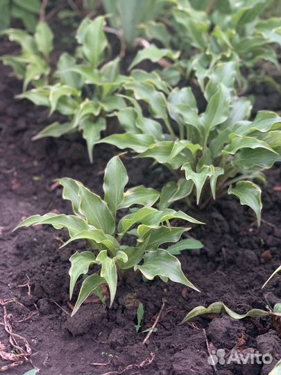 Хосты сортовые