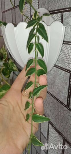 Хойи разные, срезы