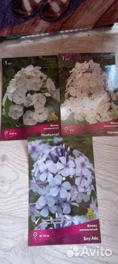 Многолетники для сада цветы