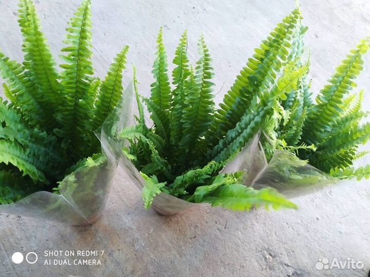 Комнатные растения и цветы