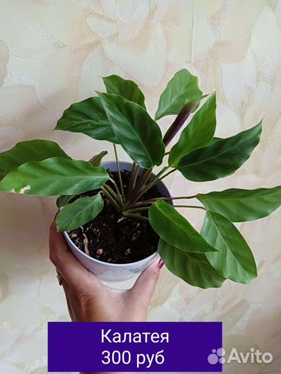 Строманты и Калатея