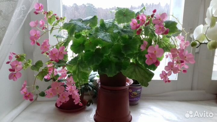 Продам черенки бегонии Глуар де Лоррен