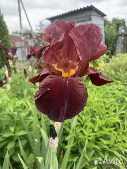 Ирис бородатый