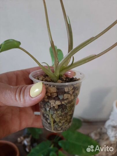 Филодендрон