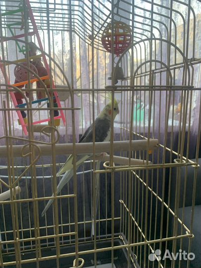 Попугай корелла