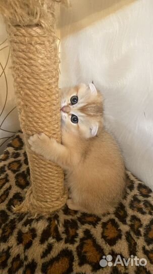 Кошечка шотландская веслоухоя