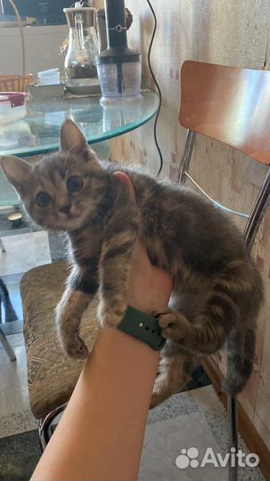 Кошка в дар