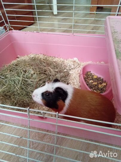 Морская свинка с клеткой бесплатно