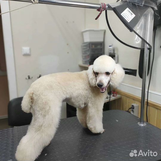 Стрижка собак и кошек. Чистка зубов. Тримминг