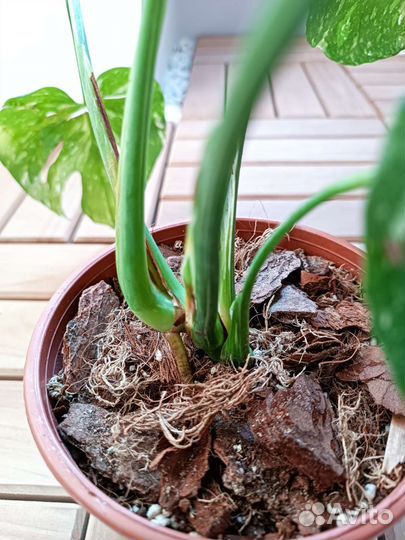 Монстера тайское созвездие