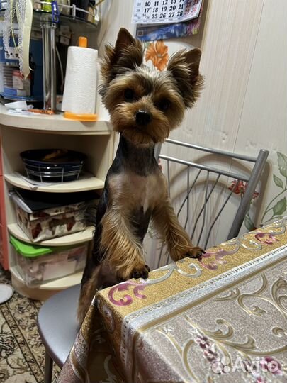 Вязка Йоркширского терьера