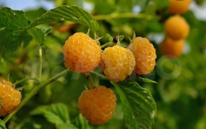 Участок 5 сот. (СНТ, ДНП)