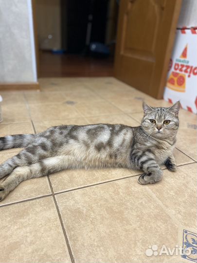 Шотландская кошка