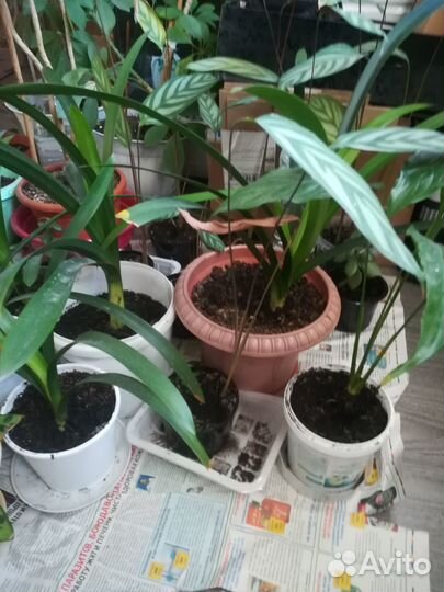 Комнатные растения