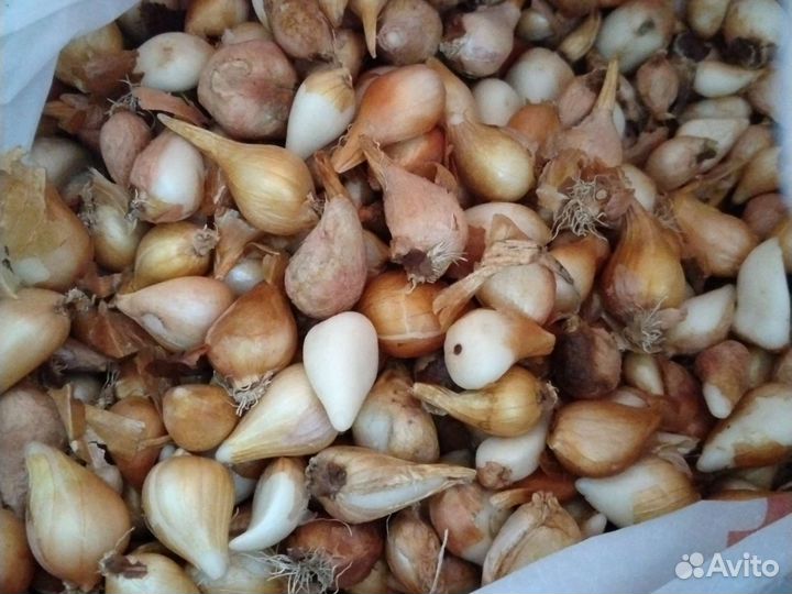 Тюльпаны оптом