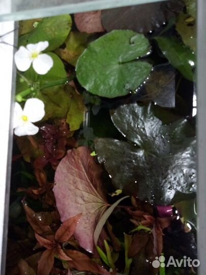 Аквариумные растения