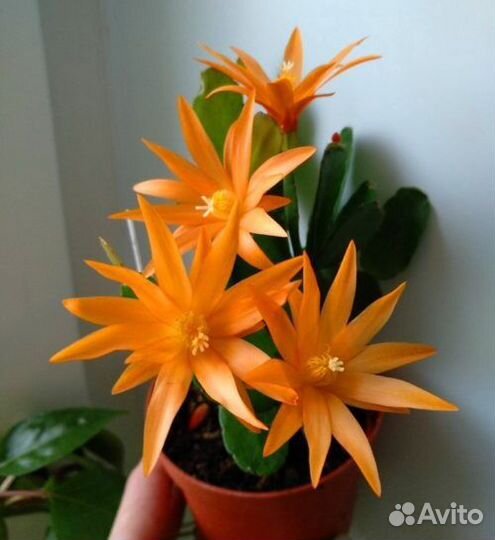 Декабрист, Пасхальник Рипсалидопсис разные сорта