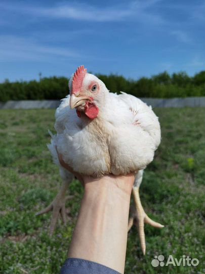 Цыплята бройлерные Арбор Айкрес или Кобб