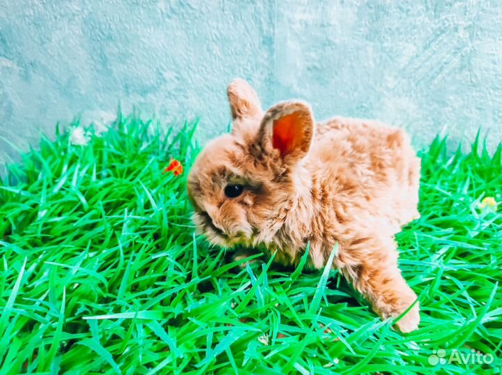Мини карликовый кролик