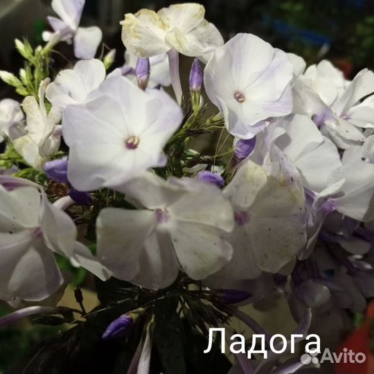 Флоксы метельчатые