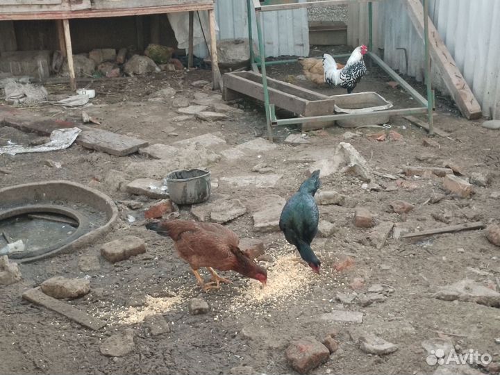 Бойцовые петухи